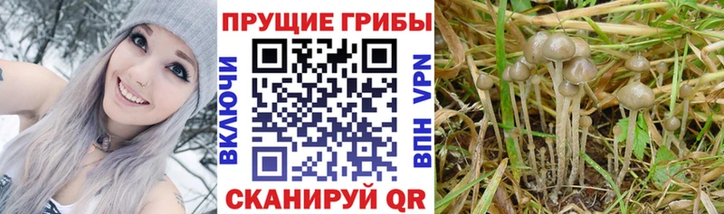 Псилоцибиновые грибы прущие грибы  продажа наркотиков  Ивангород 